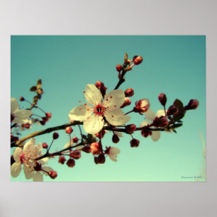 Cherry Blossom in het Sky Poster