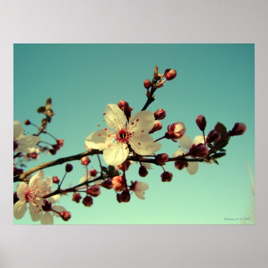 Cherry Blossom in het Sky Poster (Voorkant)