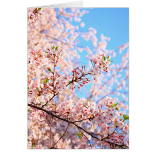 Cherry Blossom in Japan Card