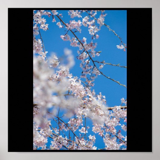 Cherry Blossom in Japan Poster (Voorkant)