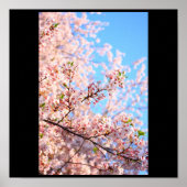 Cherry Blossom in Japan Poster (Voorkant)