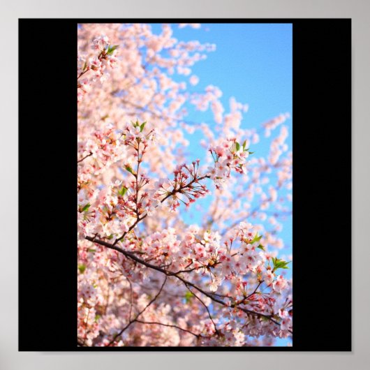 Cherry Blossom in Japan Poster (Voorkant)