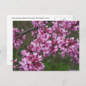 Cherry Blossom in Jefferson's Monticello Briefkaart (Voorkant / Achterkant)