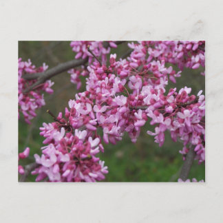 Cherry Blossom in Jefferson's Monticello Briefkaart
