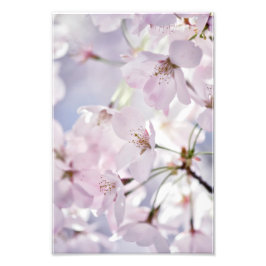 Cherry Blossom in Light Roze en Blue Foto Afdruk
