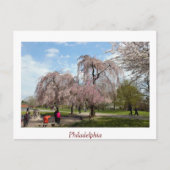 Cherry Blossom in Philadelphia Briefkaart (Voorkant)