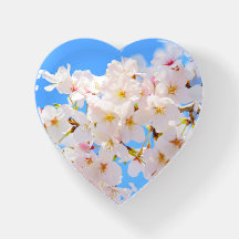 Cherry Blossom in Spring