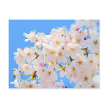 Cherry Blossom in Spring