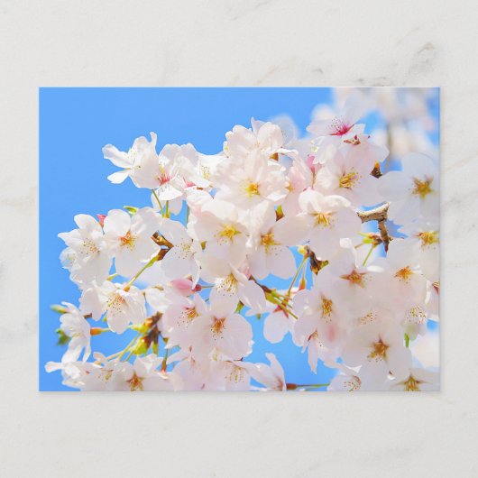 Cherry Blossom in Spring Briefkaart (Voorkant)