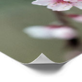 Cherry Blossom in Spring Poster (Hoek)