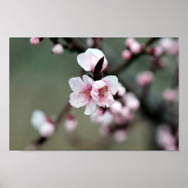 Cherry Blossom in Spring Poster