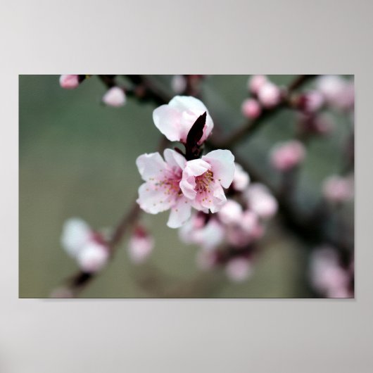 Cherry Blossom in Spring Poster (Voorkant)