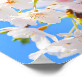 Cherry Blossom in Spring Poster (Hoek)