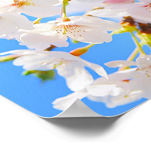 Cherry Blossom in Spring Poster (Hoek)
