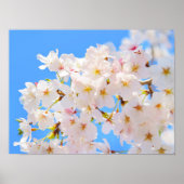 Cherry Blossom in Spring Poster (Voorkant)
