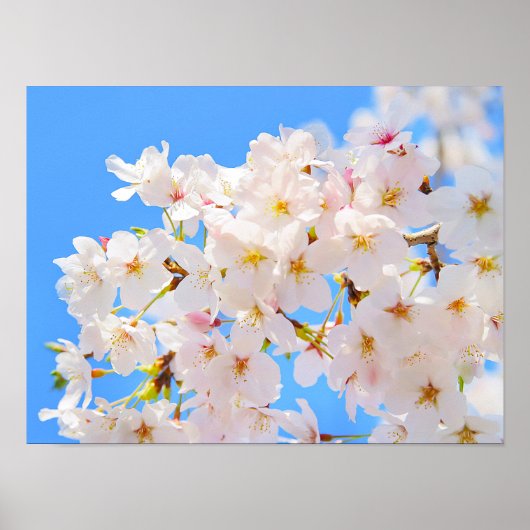 Cherry Blossom in Spring Poster (Voorkant)