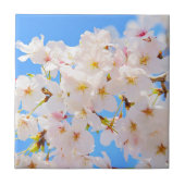 Cherry Blossom in Spring Tegeltje (Voorkant)