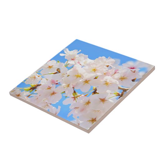 Cherry Blossom in Spring Tegeltje (Zijkant)