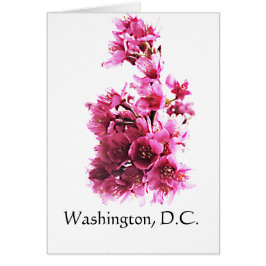 Cherry Blossom in Washington D.C.