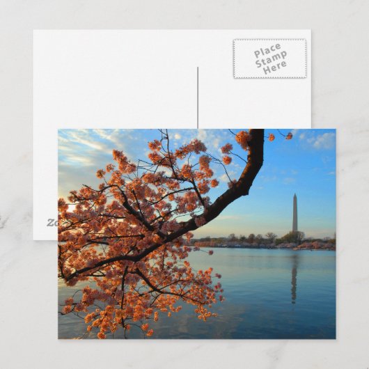 Cherry Blossom in Washington D.C. Briefkaart (Voorkant / Achterkant)