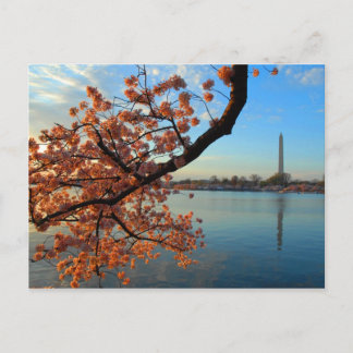 Cherry Blossom in Washington D.C. Briefkaart