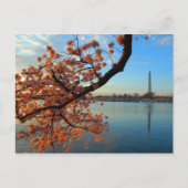 Cherry Blossom in Washington D.C. Briefkaart (Voorkant)