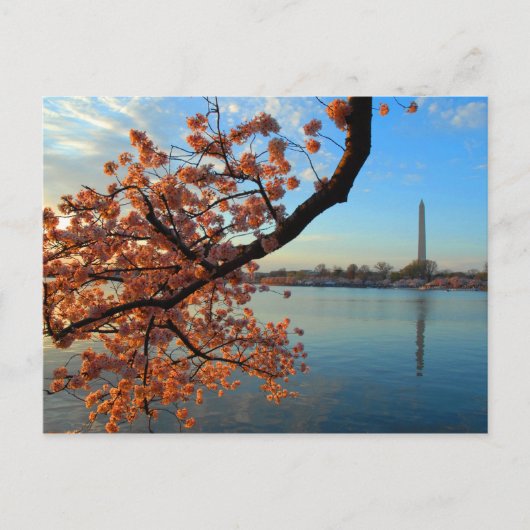 Cherry Blossom in Washington D.C. Briefkaart (Voorkant)