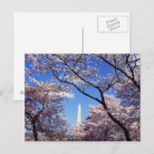 Cherry Blossom in Washington D.C. Briefkaart (Voorkant / Achterkant)