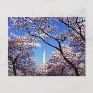 Cherry Blossom in Washington D.C. Briefkaart