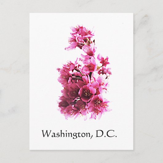 Cherry Blossom in Washington D.C. Briefkaart (Voorkant)