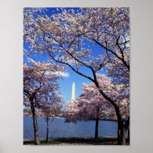 Cherry Blossom in Washington D.C. Poster
