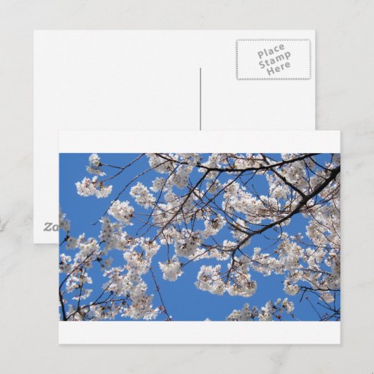 Cherry Blossom in Washington DC Briefkaart (Voorkant / Achterkant)