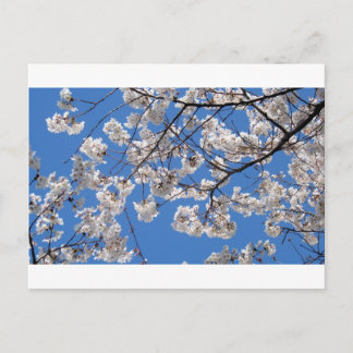 Cherry Blossom in Washington DC Briefkaart