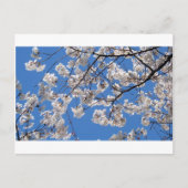 Cherry Blossom in Washington DC Briefkaart (Voorkant)