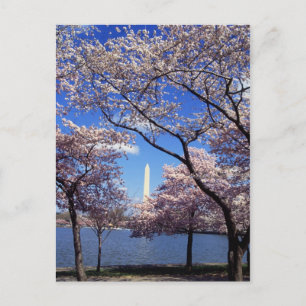 Cherry blossom in Washington DC Briefkaart
