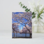 Cherry Blossom in Washington DC briefkaart (Staand voorkant)