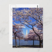 Cherry Blossom in Washington DC briefkaart (Voorkant / Achterkant)