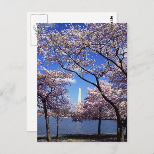Cherry Blossom in Washington DC briefkaart (Voorkant / Achterkant)