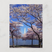Cherry Blossom in Washington DC briefkaart (Voorkant)