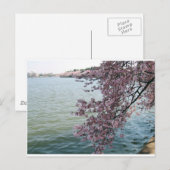 Cherry Blossom in Washington DC Briefkaart (Voorkant / Achterkant)