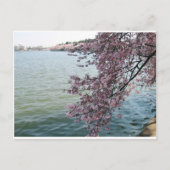 Cherry Blossom in Washington DC Briefkaart (Voorkant)