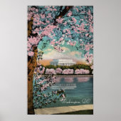 Cherry Blossom in Washington DC Poster (Voorkant)