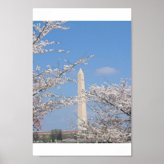 Cherry Blossom in Washington DC Poster (Voorkant)