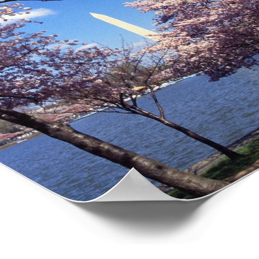 Cherry Blossom in Washington DC. Poster (Hoek)