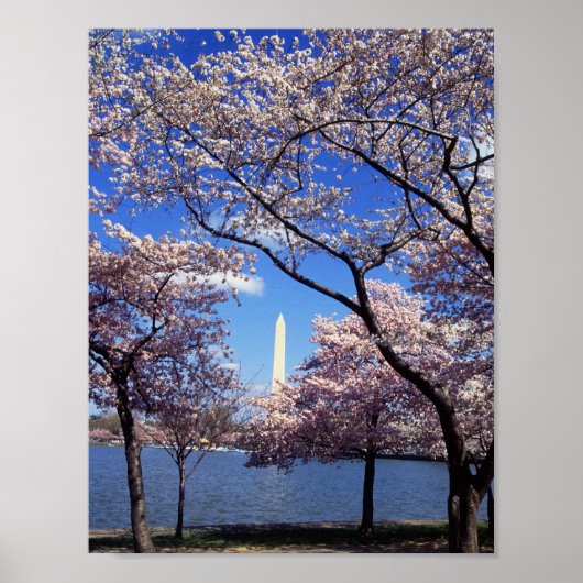 Cherry Blossom in Washington DC. Poster (Voorkant)