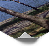 Cherry Blossom in Washington DC poster print (Hoek)