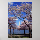 Cherry Blossom in Washington DC poster print (Voorkant)