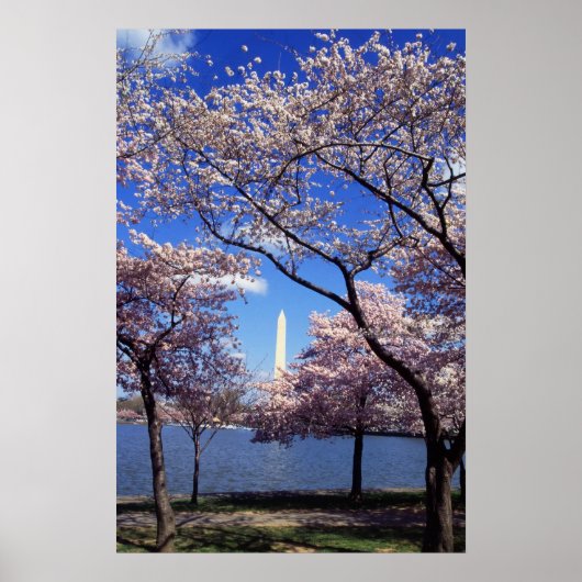 Cherry Blossom in Washington DC poster print (Voorkant)