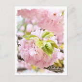 Cherry Blossom "Itokukuri" ポストカード Briefkaart (Voorkant)
