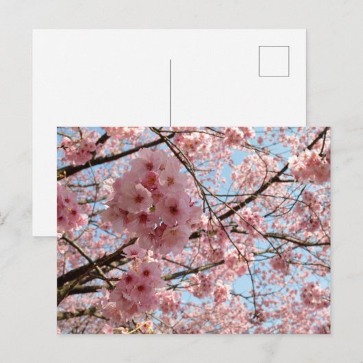 Cherry Blossom: Japan Briefkaart (Voorkant / Achterkant)